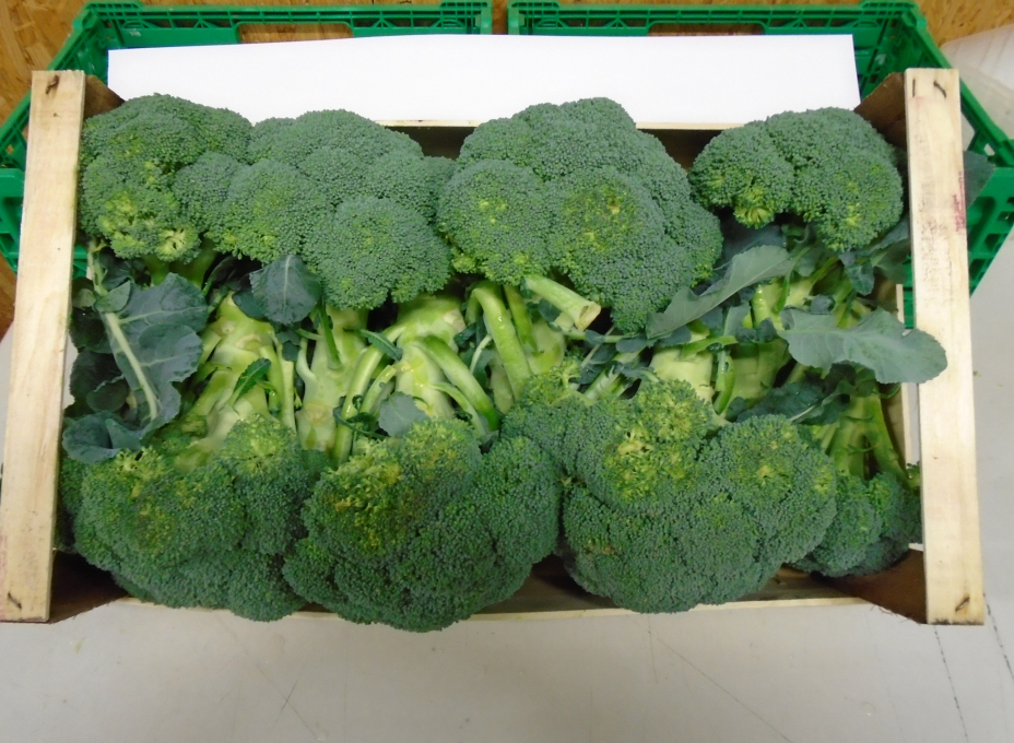 broccoli ita